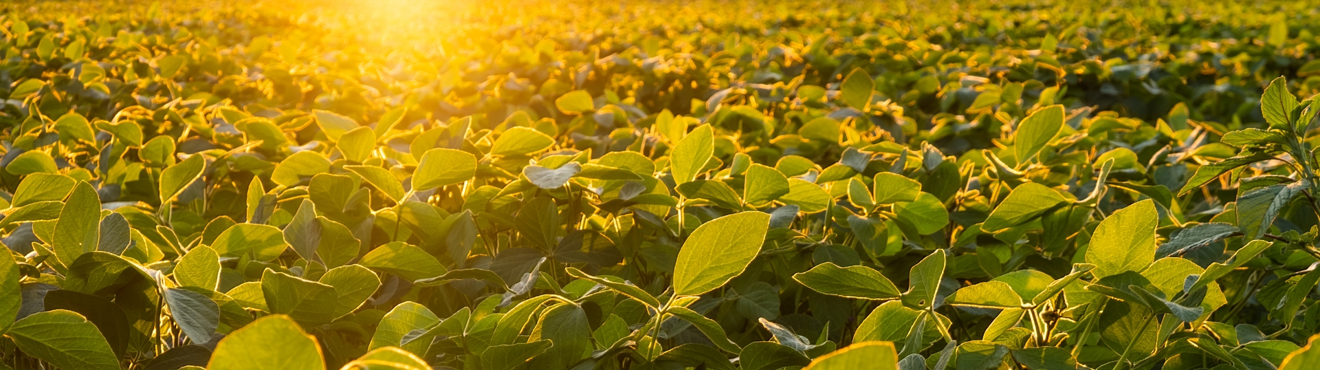 Maximizando o potencial produtivo da sua lavoura com magnésio: um elemento essencial para o sistema solo-planta